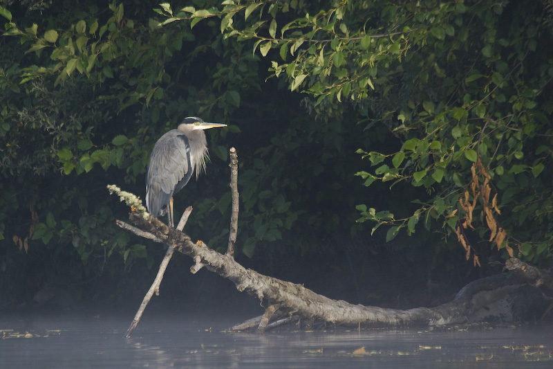 Great Blue Heron In Morning Mist